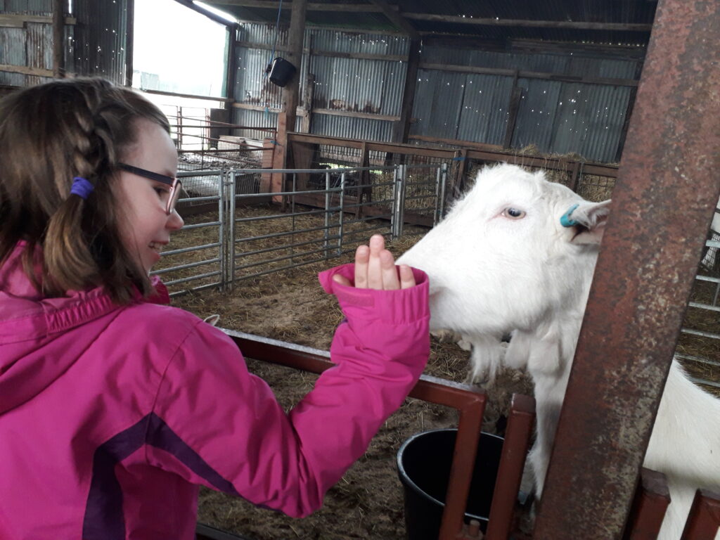 A child feeding a goat